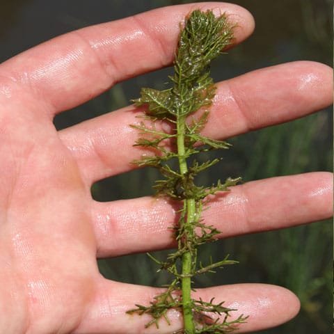 algae-3 Hornwort
