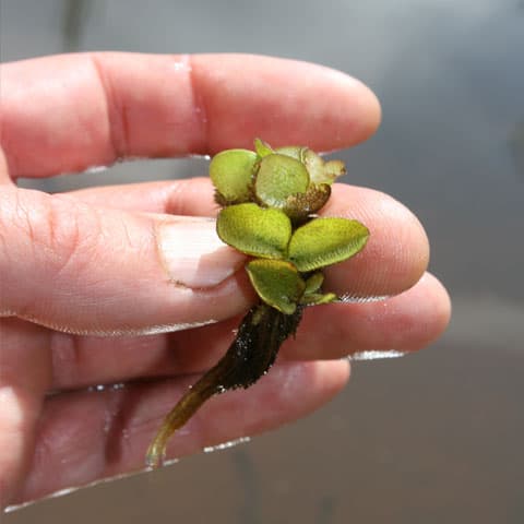 algae-4 Salvinia