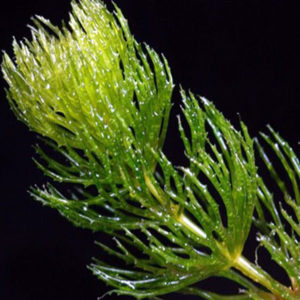 australian-hornwort-06-australia