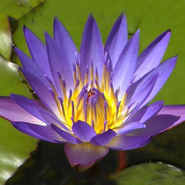Blue Lotus Flower - Australian Aquatic Weeds | Aquatic Technologies