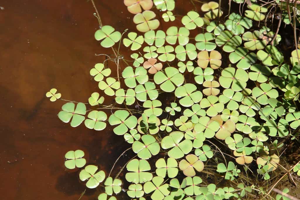 common-nardoo-02-australia