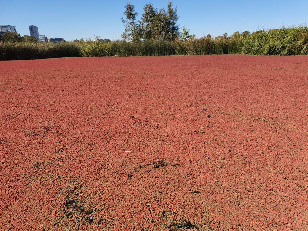 azolla-at-albert-park-lake-5