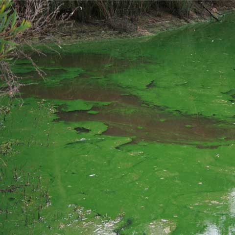 blue-green-algae-1 blue-green-algae-1