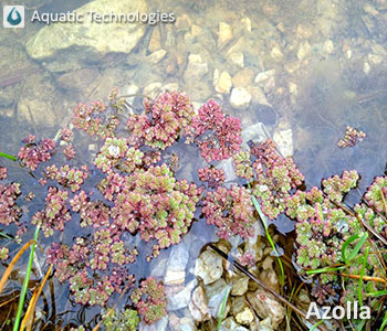 Azolla taking over waterbody