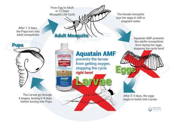 mosquito-lifecycle-diagram