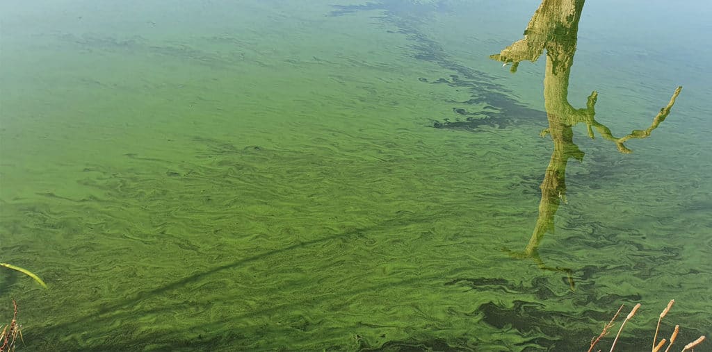 algae in water