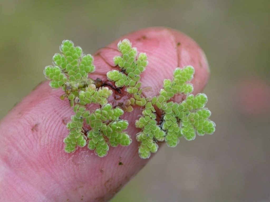 azolla-filiculoides-on-finger