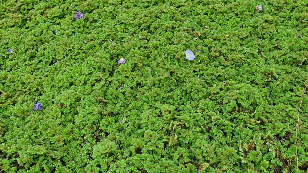azolla-full-coverage-brittany-pondeljak-2