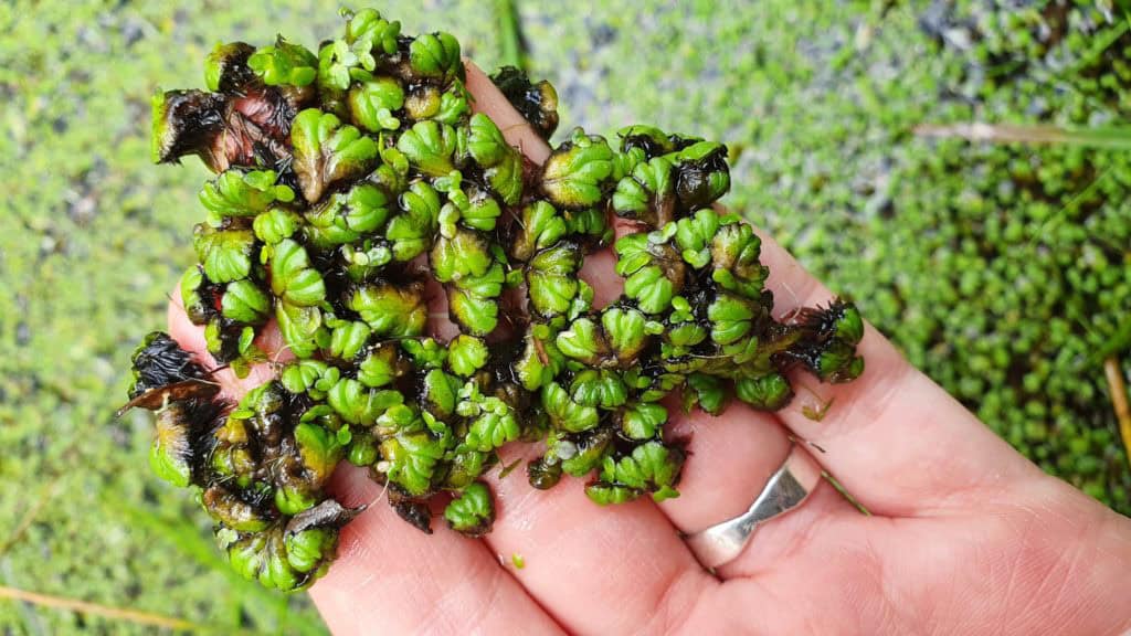 liverwort-1-4
