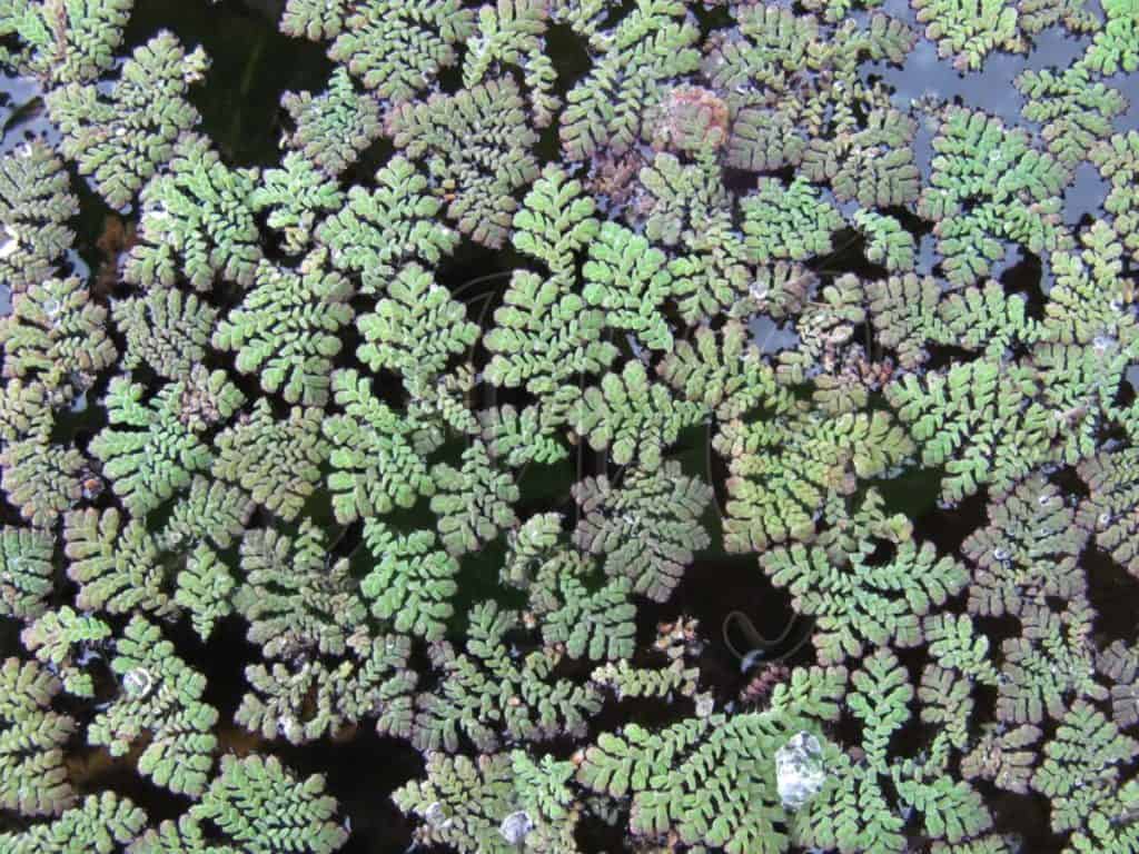 azolla2pinatta