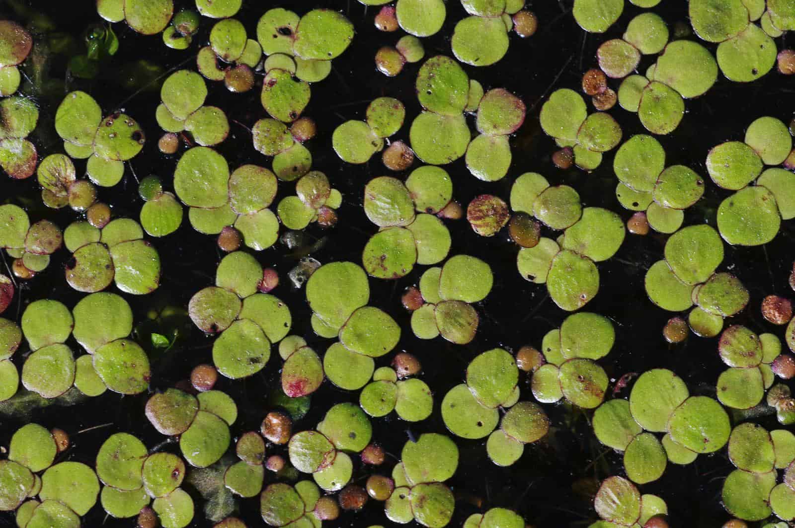 Greater Duckweed Australian Aquatic Weeds Aquatic Technologies