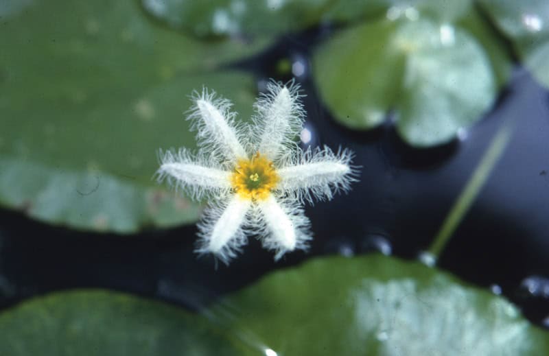 1_iwgs_white-water-snowflake