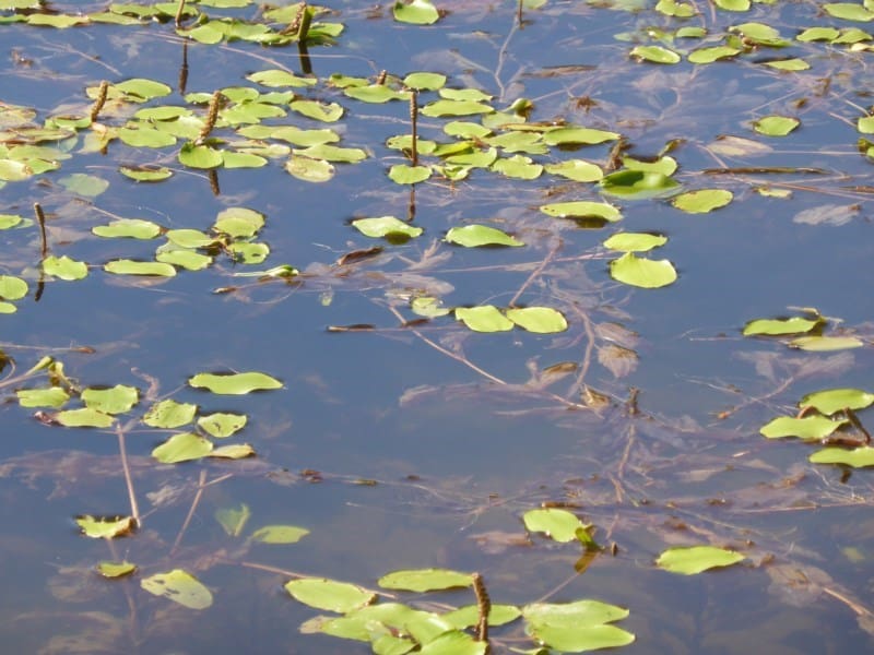 2457997_2457997-1-w800-h600