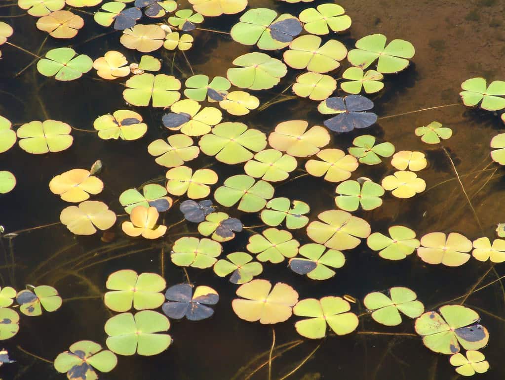 609170911_c8e934abbf_b