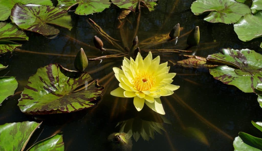 nymphaea-mexicana-photo