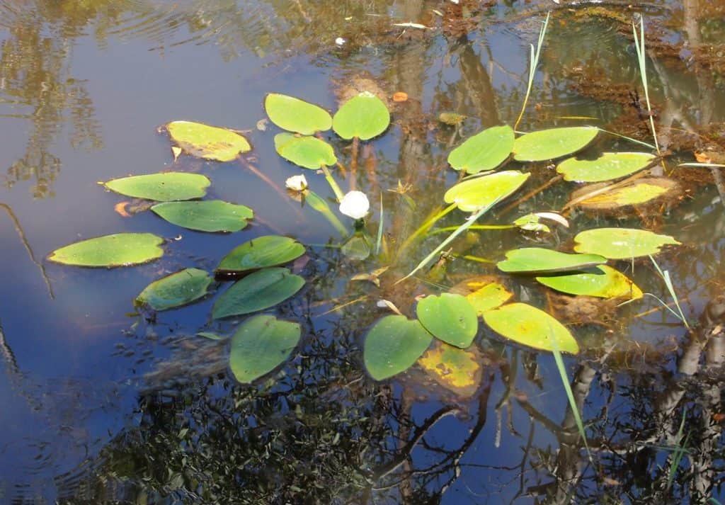 ottelia_ovalifolia_habit