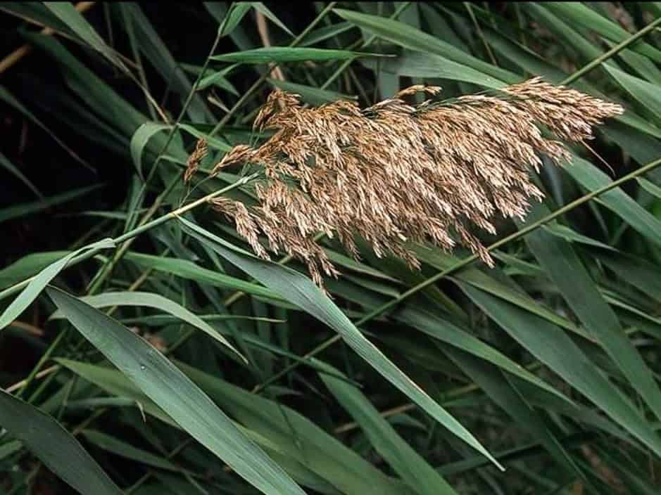 phragmites-australis_common-reed_jm-ditomaso_cropped