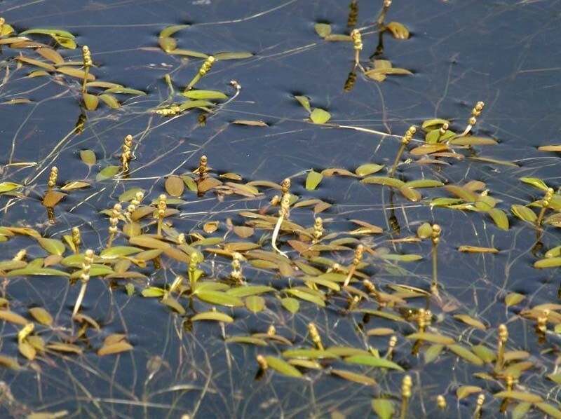 pondweed-octandrus-02-australia