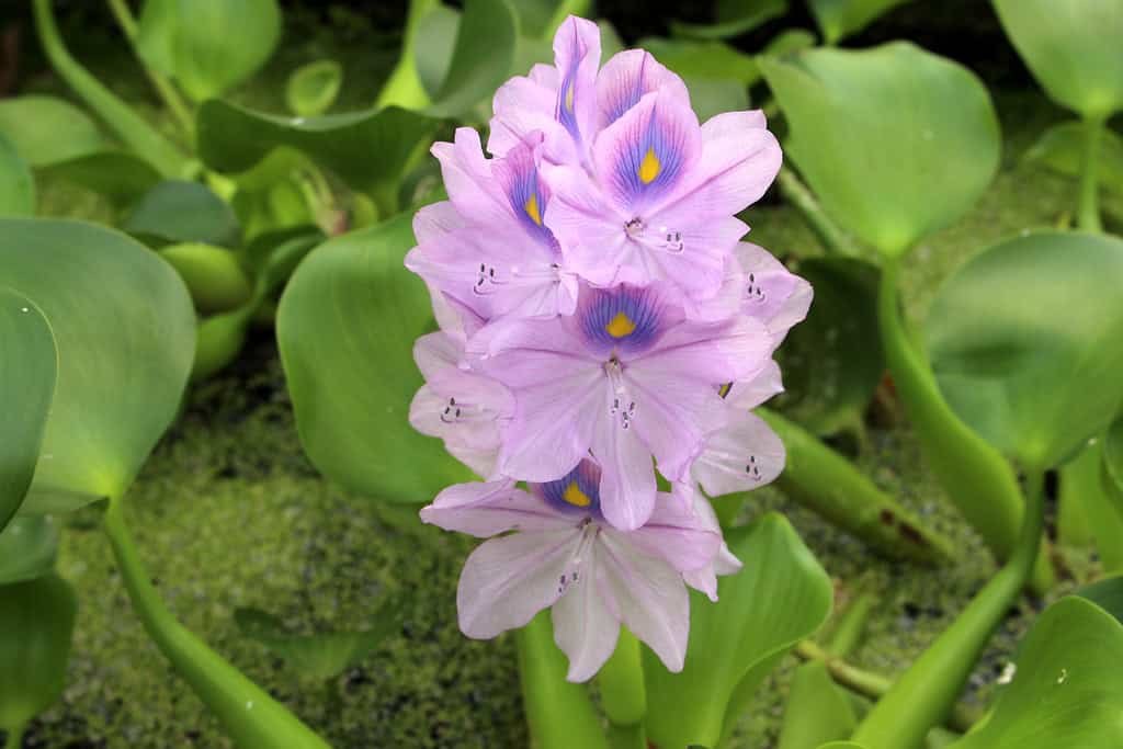 water_hyacinth_flowers_leaves__1429298246_web