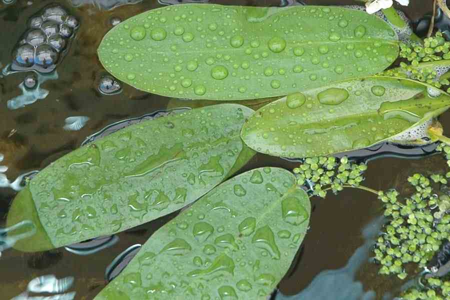 aponogetondistachyos3rfr