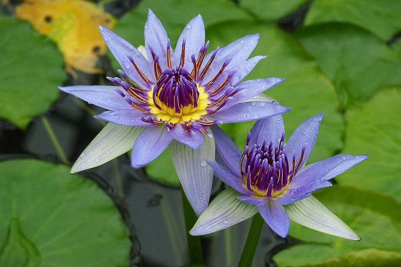 blue-lotus-flower