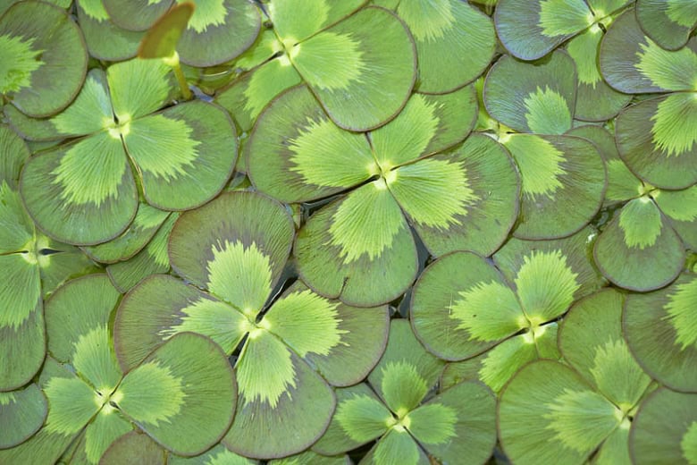 floatingwatercloverbackground