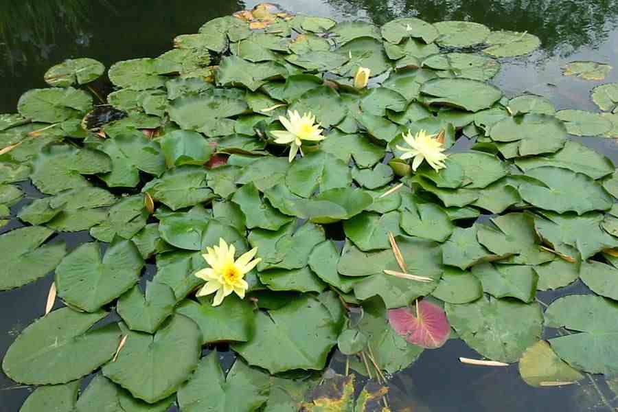 nymphaeamexicana1