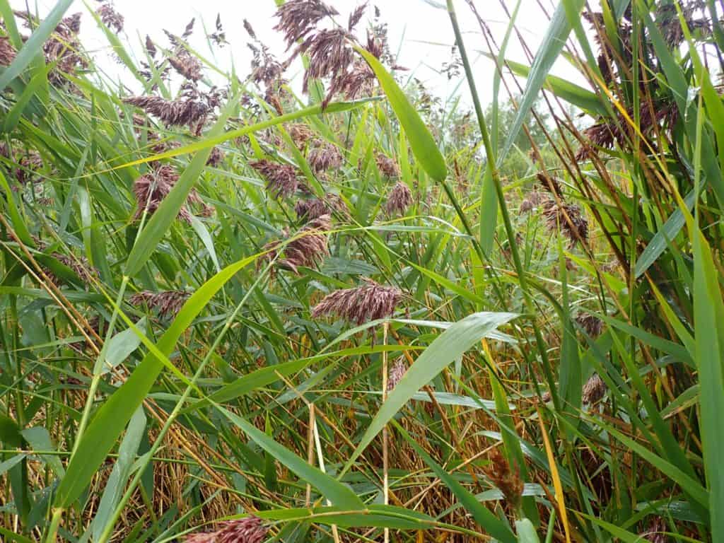 pem_ulkokrunni-nw_15-08-2019_metsahallitus_sjef_heijnen