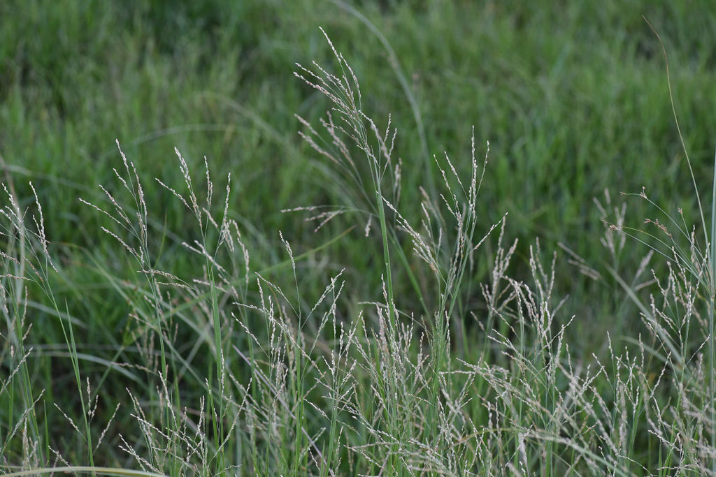 Torpedo Grass | Aquatic Technologies