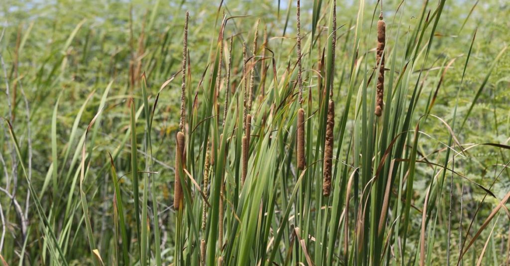 narrowleaf-cumbungi4