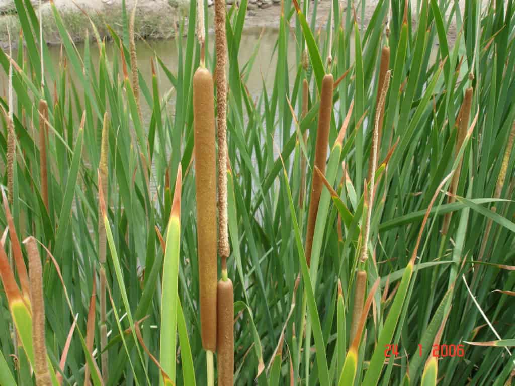 narrowleaf-cumbungi5