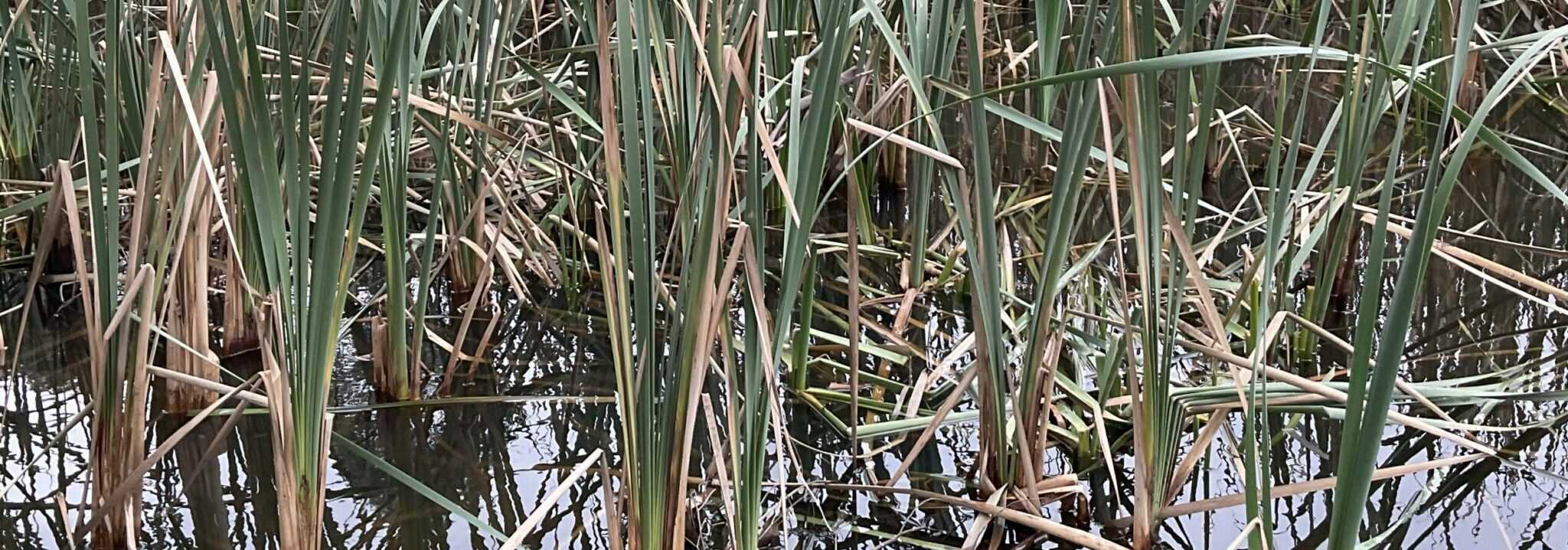 Removing water reeds mechanically