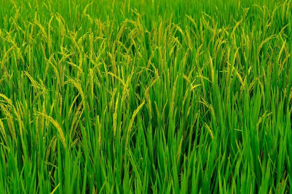 Algae in rice crops