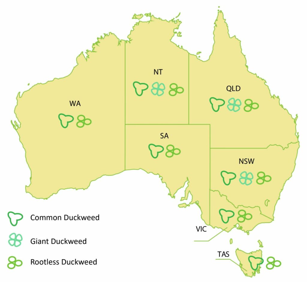 Map showing the distribution of duckweed species across Australia