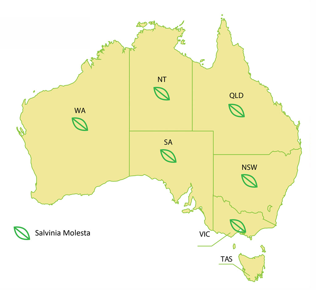 distribution of salvinia in australia