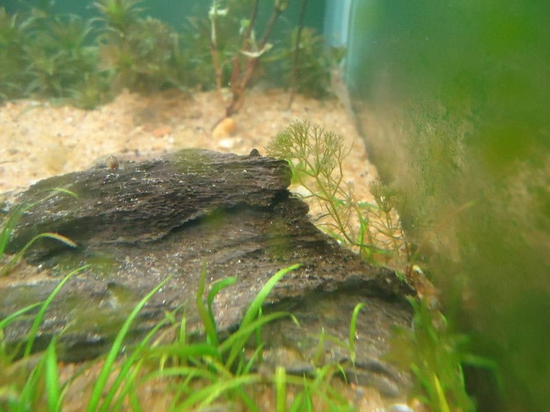 nitella-furcata-zulian-2012