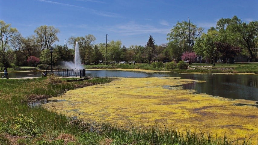 spirogyra-johnson-2023
