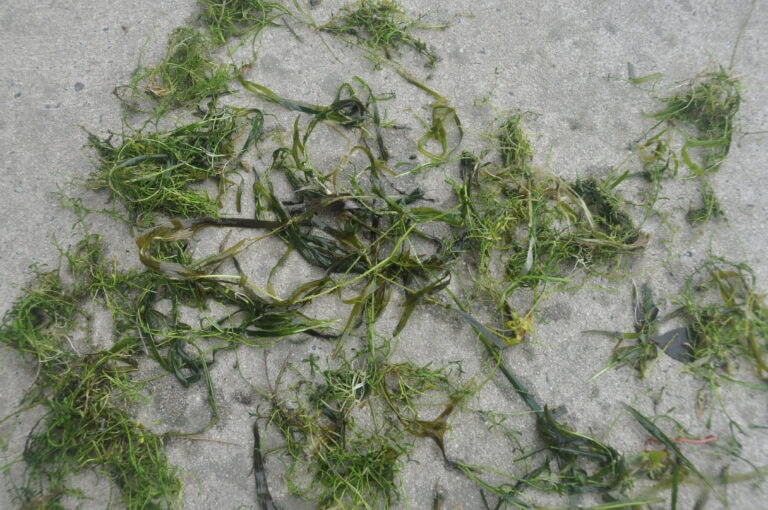 Potamogeton
