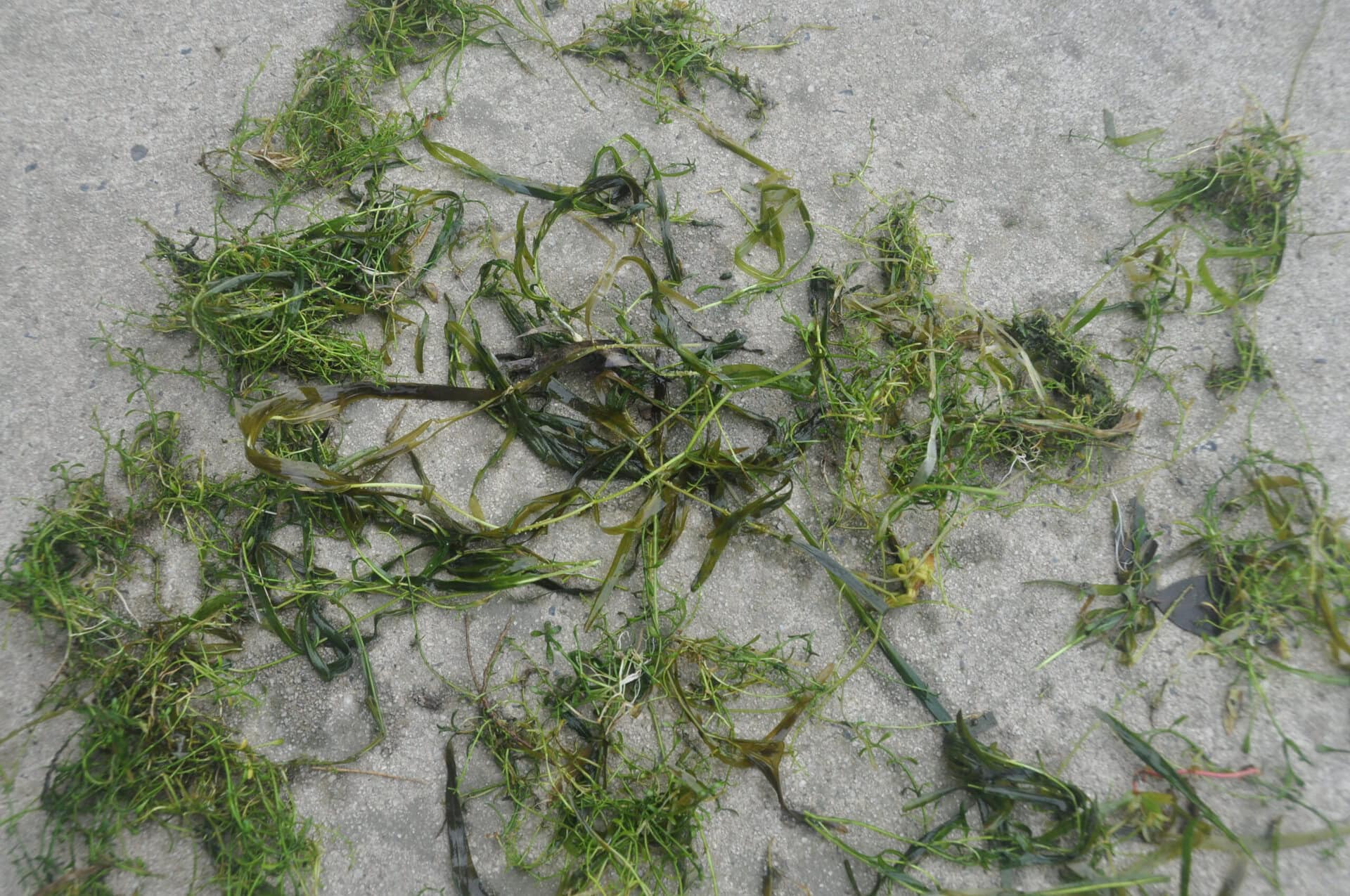 Potamogeton